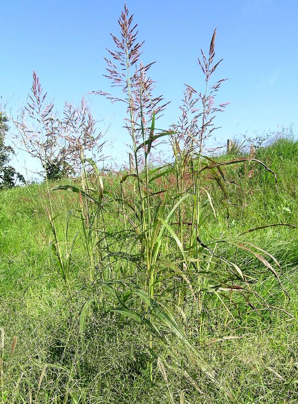 Image of Johnson grass