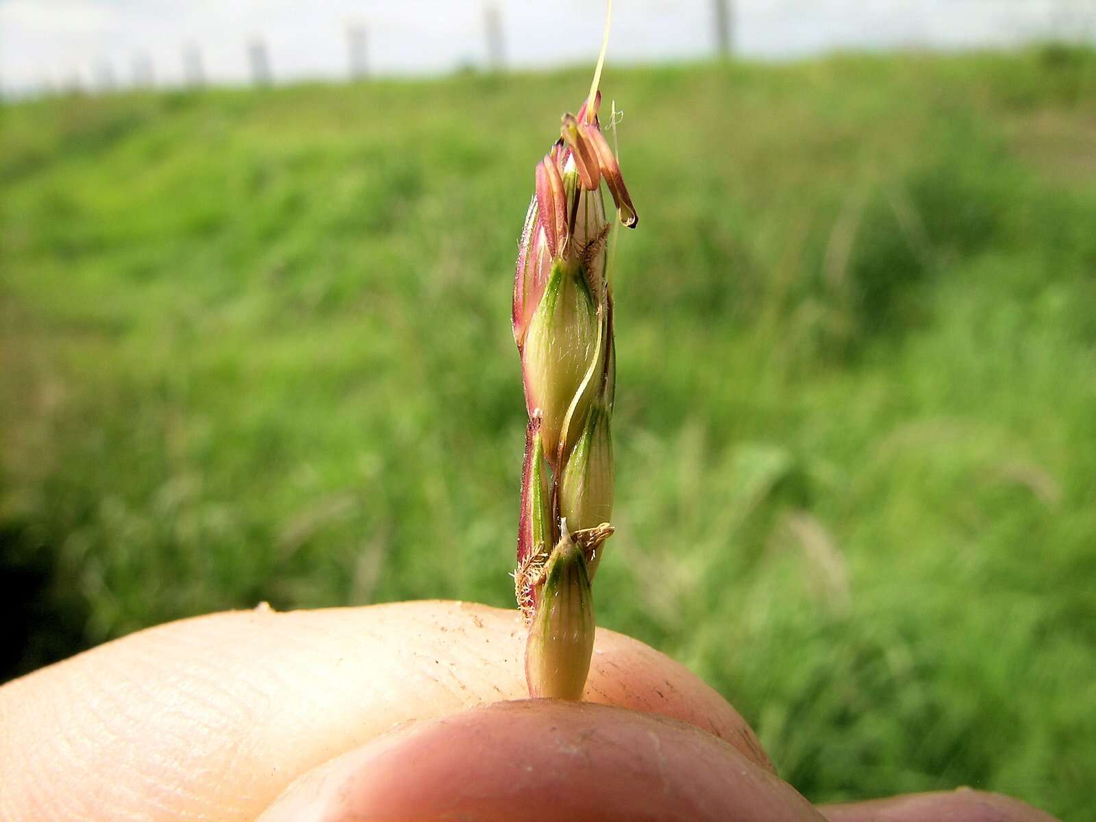 Image of Johnson grass