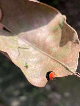 Image of <i>Synona consanguinea</i> Poorani, Slipinski & Booth 2008