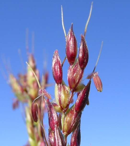 Image of Johnson grass