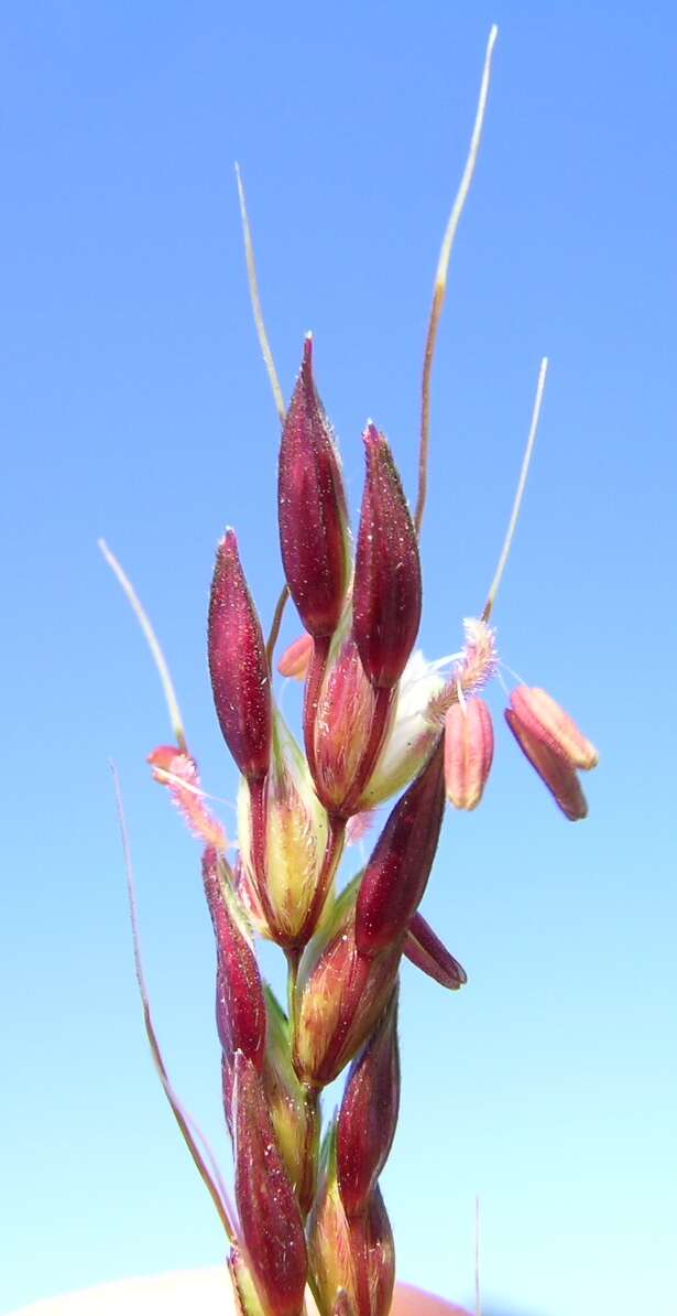 Image of Johnson grass