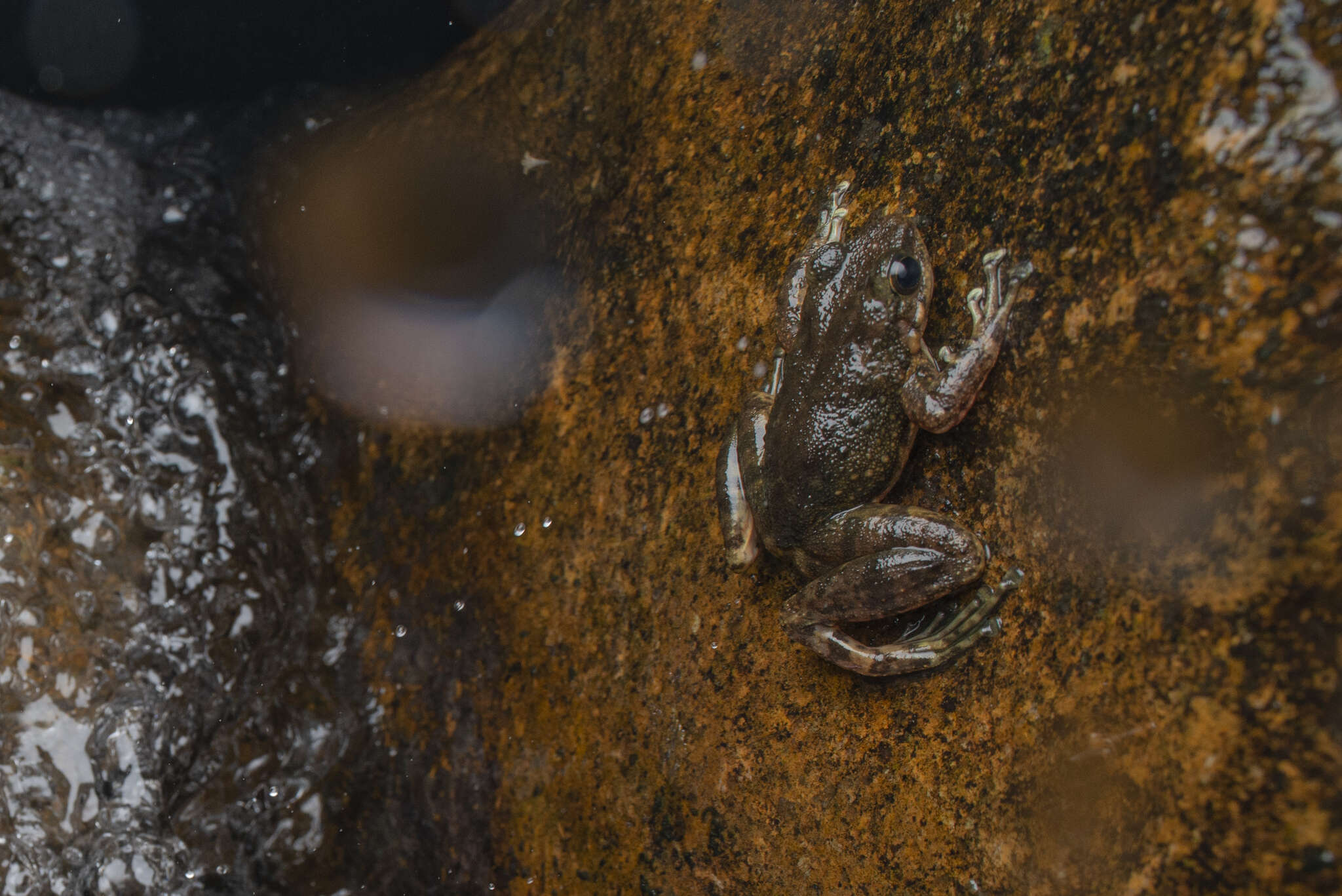 Imagem de Amolops albispinus Sung, Hu, Wang, Liu & Wang 2016