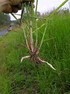 Image of Johnson grass