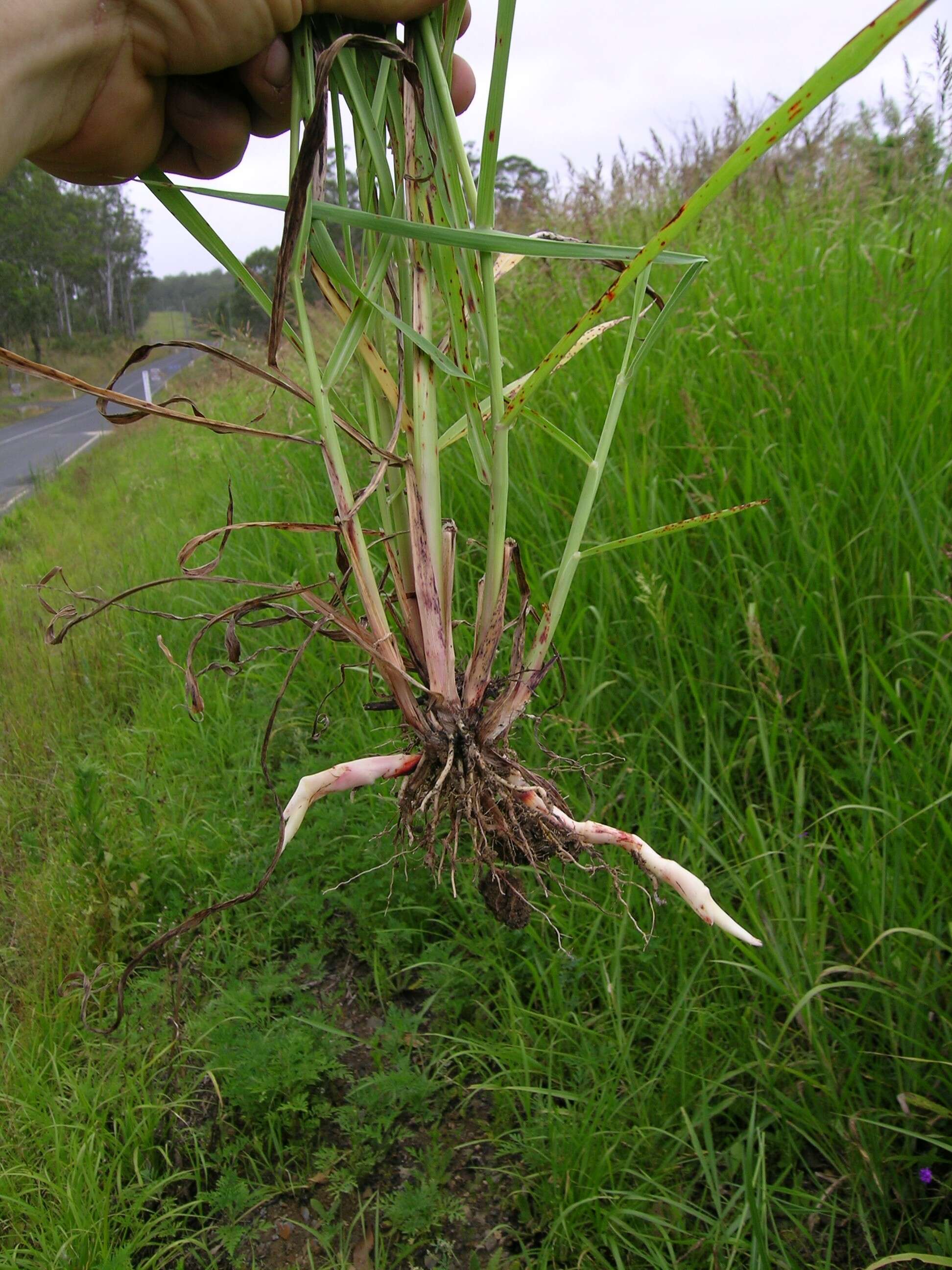 Image of Johnson grass