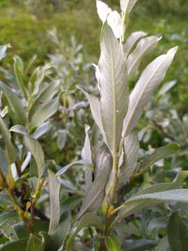 Image of Salix lapponum L.