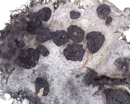 Image of cylindric navel lichen