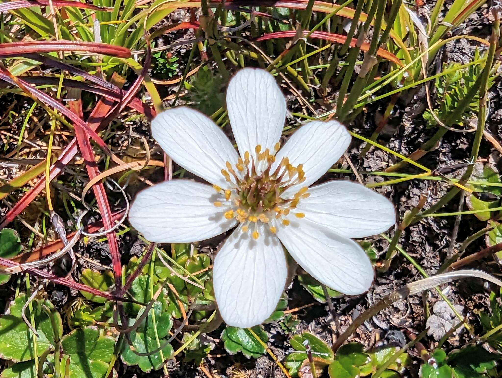 Слика од Knowltonia crassifolia (Hook.) Christenh. & Byng