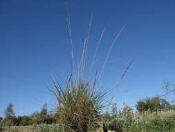 Image of tall wheatgrass