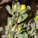 Image of Hibbertia glomerata subsp. darlingensis J. R. Wheeler