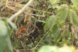 Image of Bolivian Squirrel