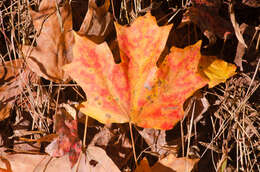 Image of Florida maple