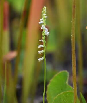 Слика од Spiranthes eatonii Ames ex P. M. Br.