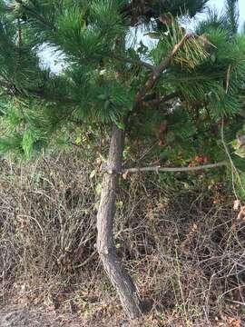 Image of Japanese Black Pine