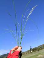 Image of rat's-tail fescue