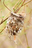 Image of Dwarf Vireo