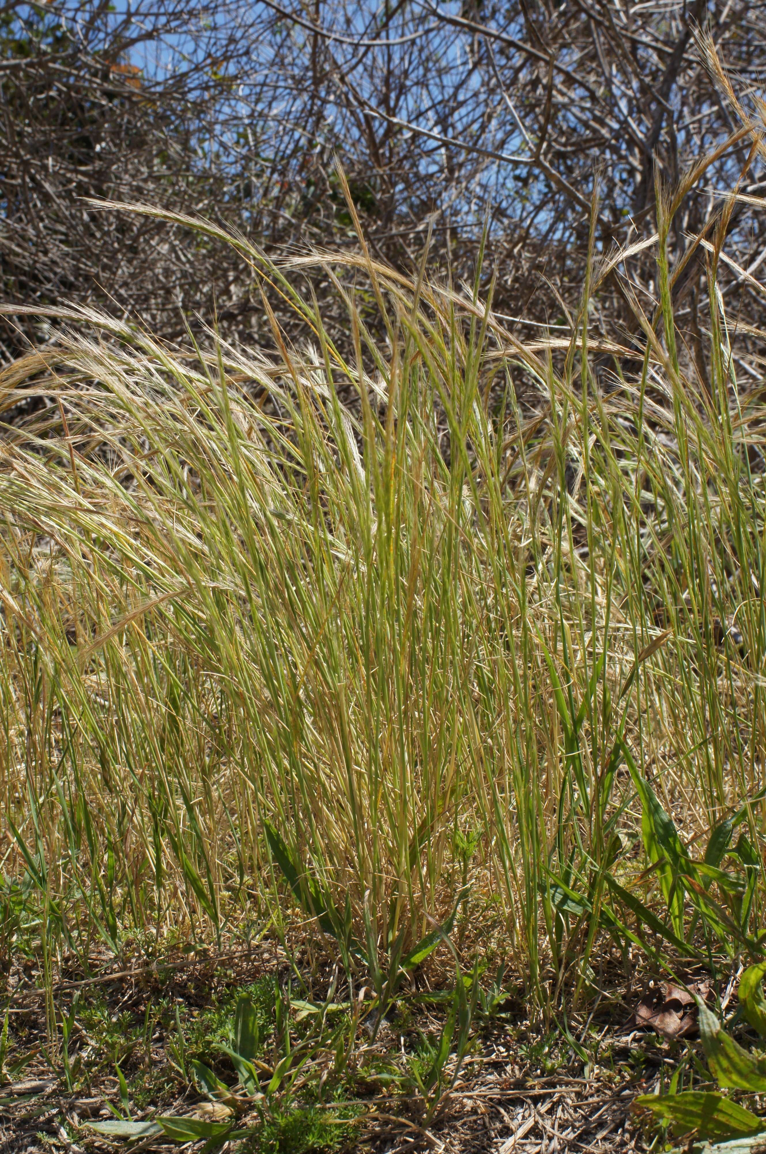 Image of rat's-tail fescue