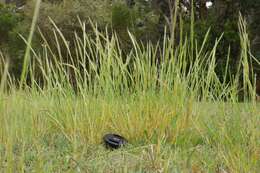 Image of rat's-tail fescue