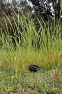 Image of rat's-tail fescue