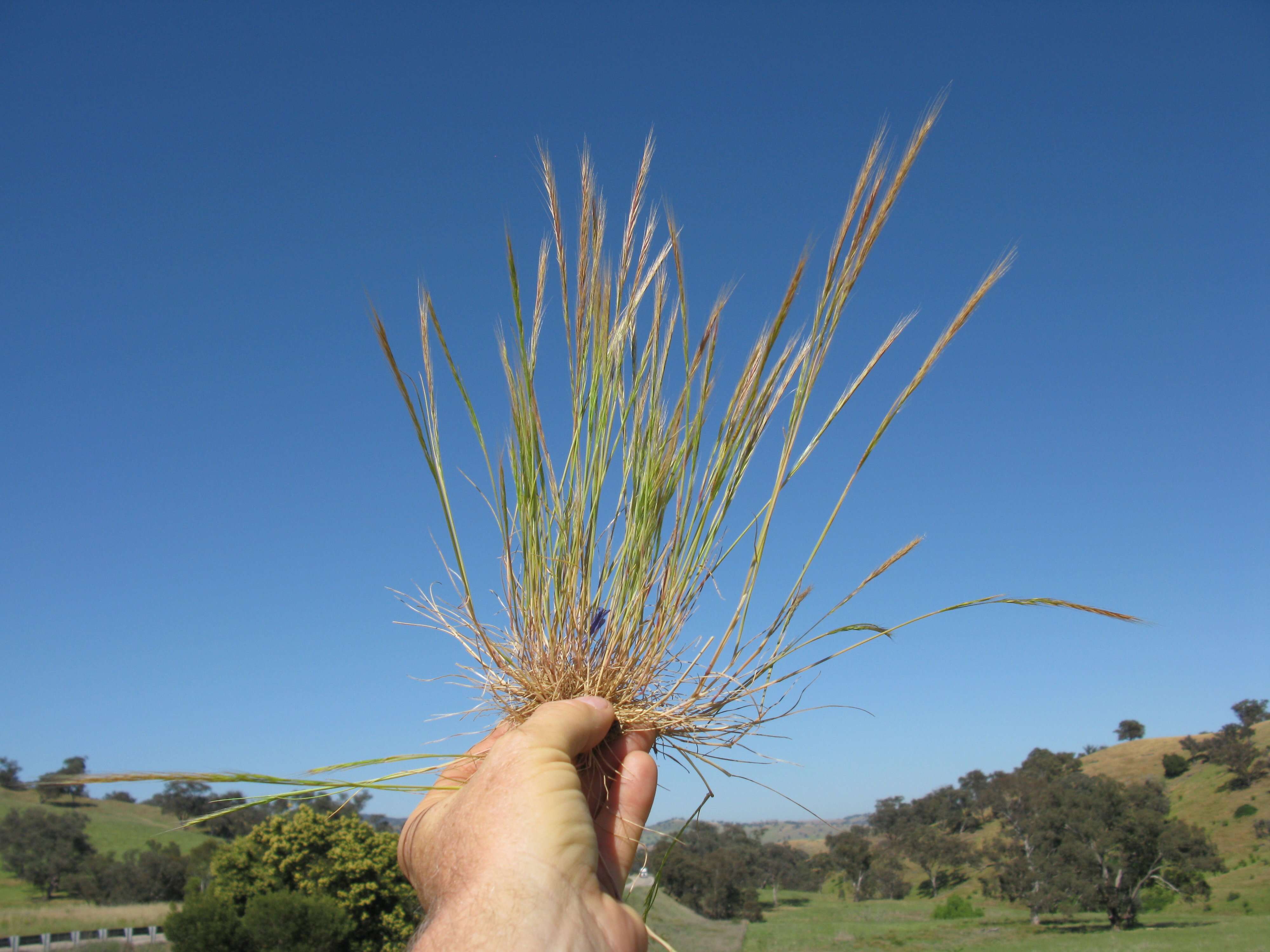 Image of rat's-tail fescue