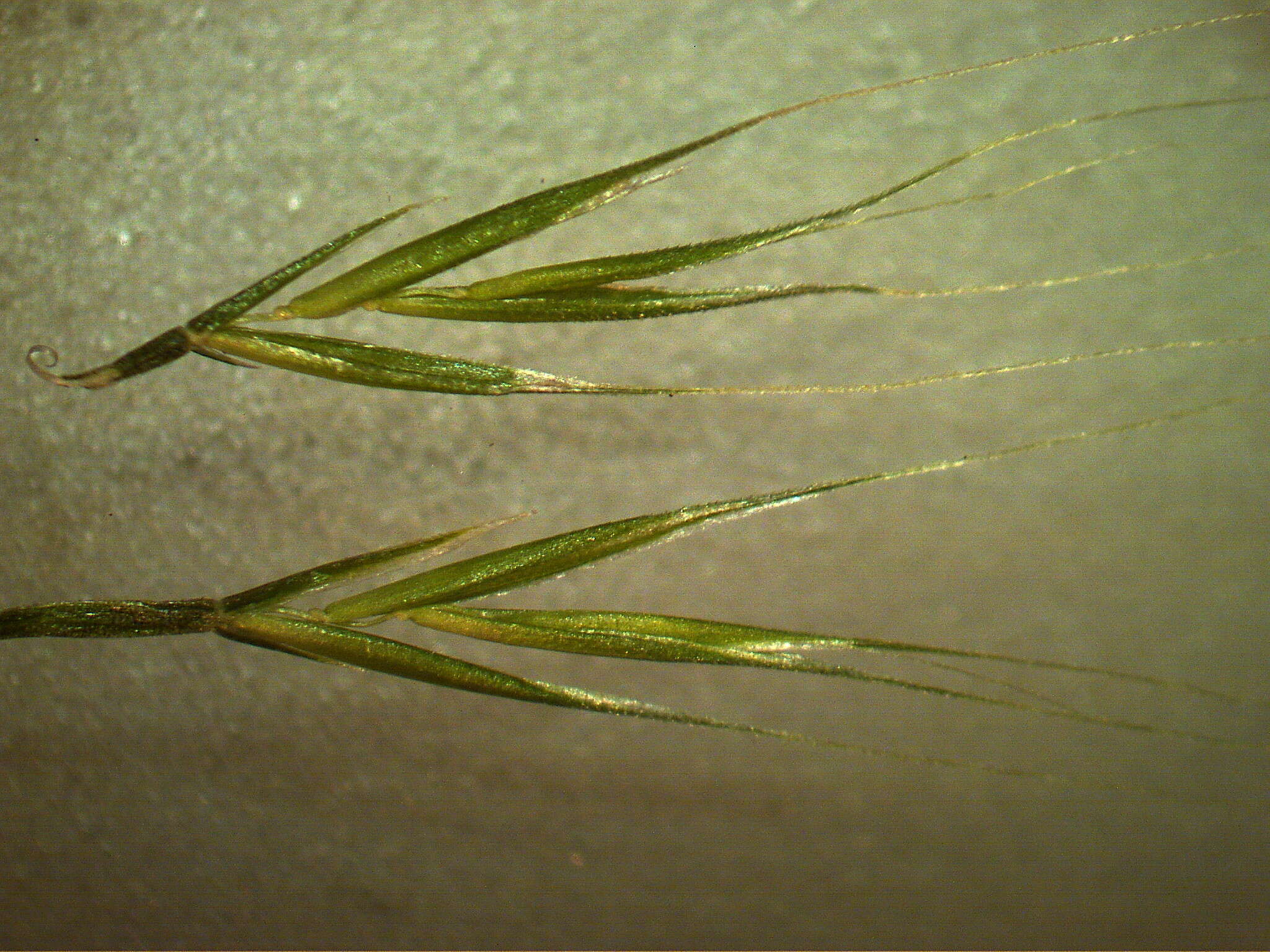 Image of rat's-tail fescue