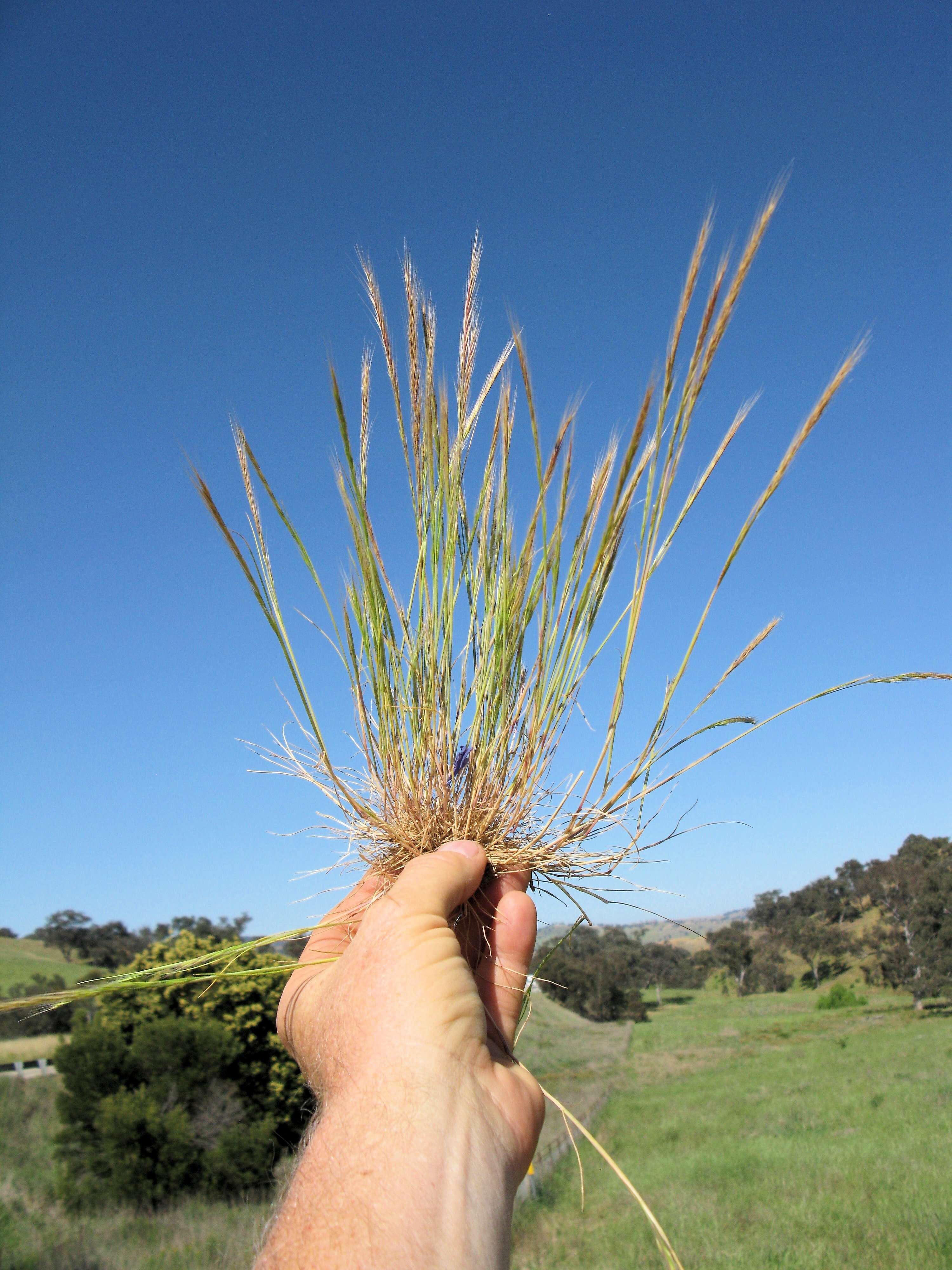 Image of rat's-tail fescue