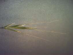 Image of rat's-tail fescue