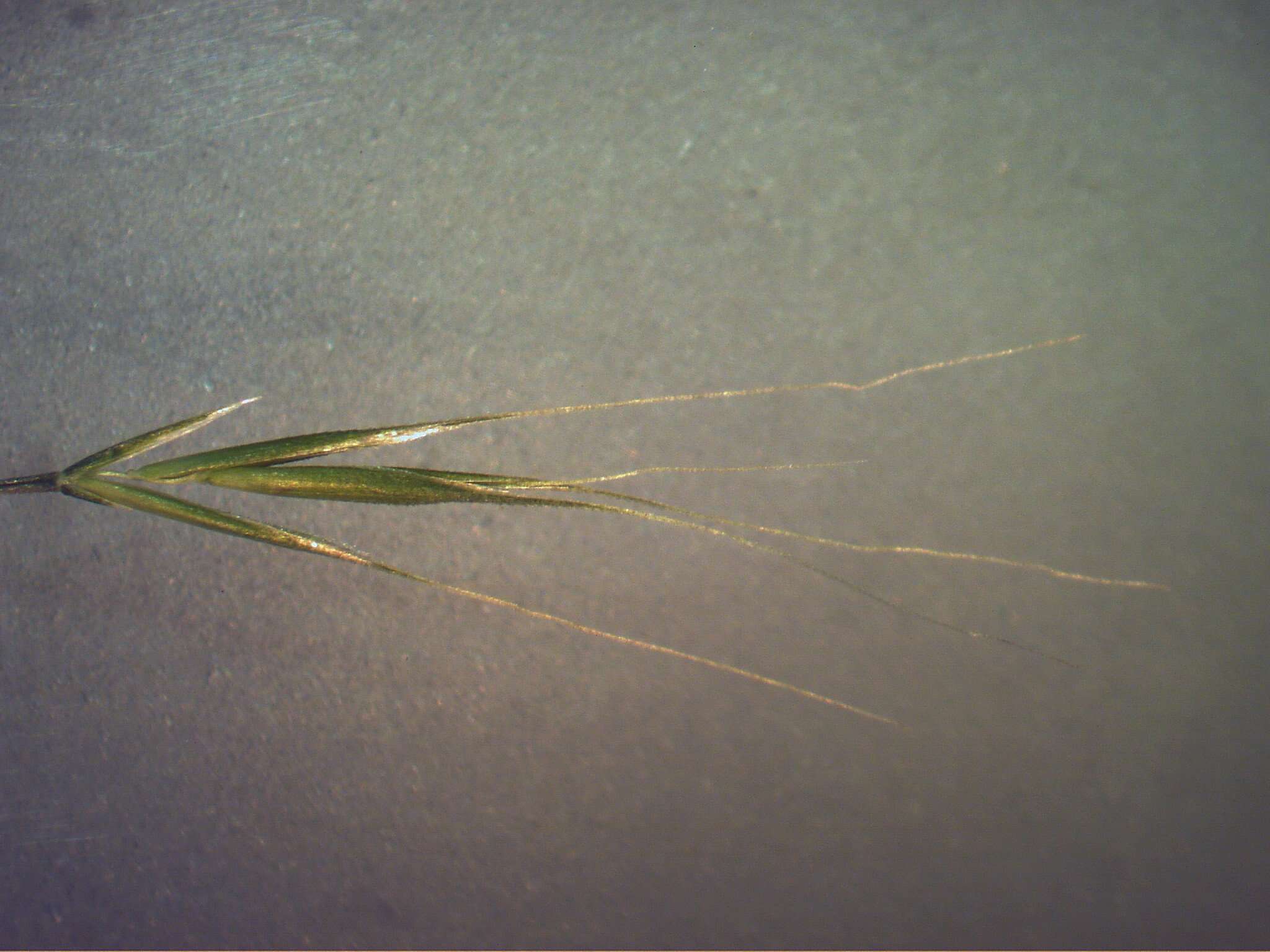 Image of rat's-tail fescue