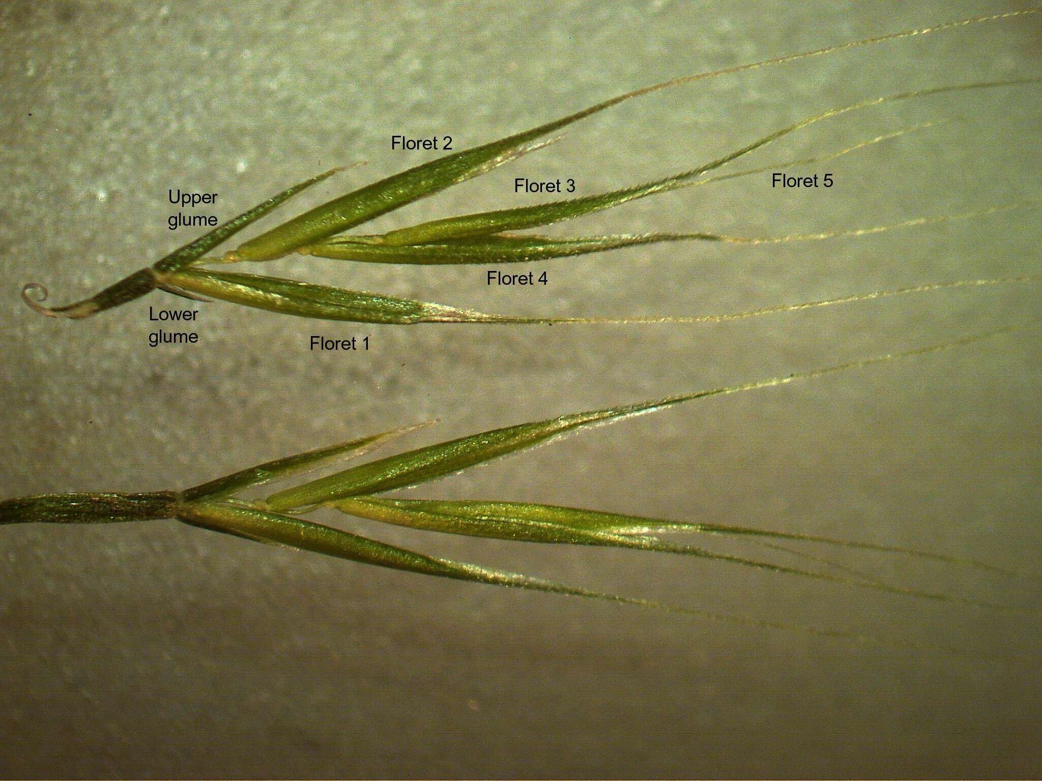 Image of rat's-tail fescue