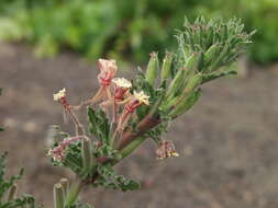 Imagem de Oenothera indecora Camb.