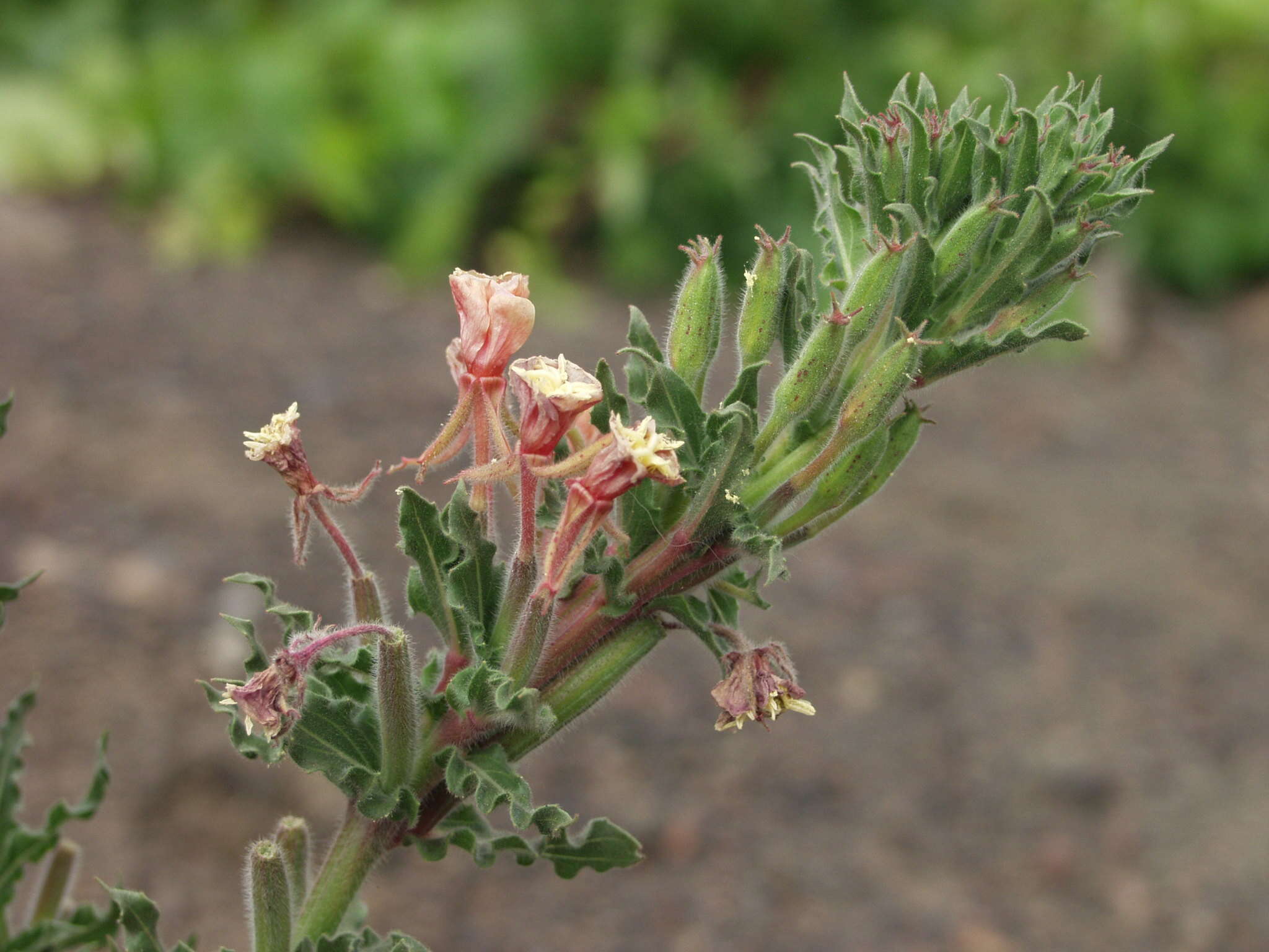 Plancia ëd Oenothera indecora Camb.