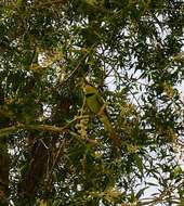 Image of African Green Bee-eater