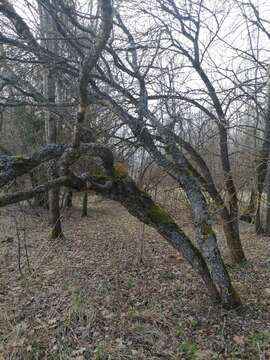 Betula pendula subsp. pendula的圖片