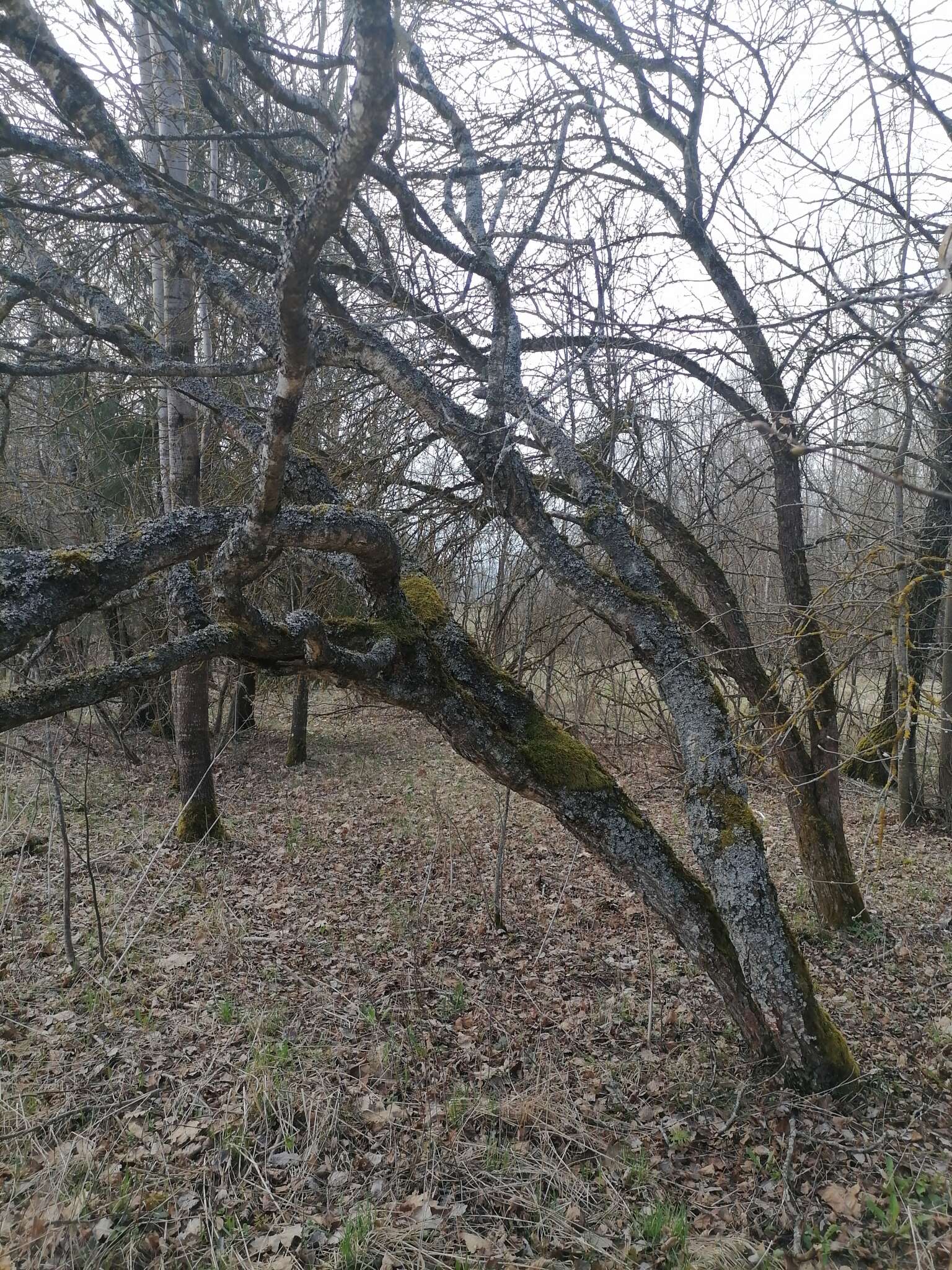 Image of Betula pendula subsp. pendula