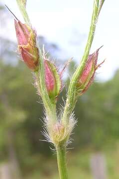 Image of Alloteropsis semialata (R. Br.) Hitchc.