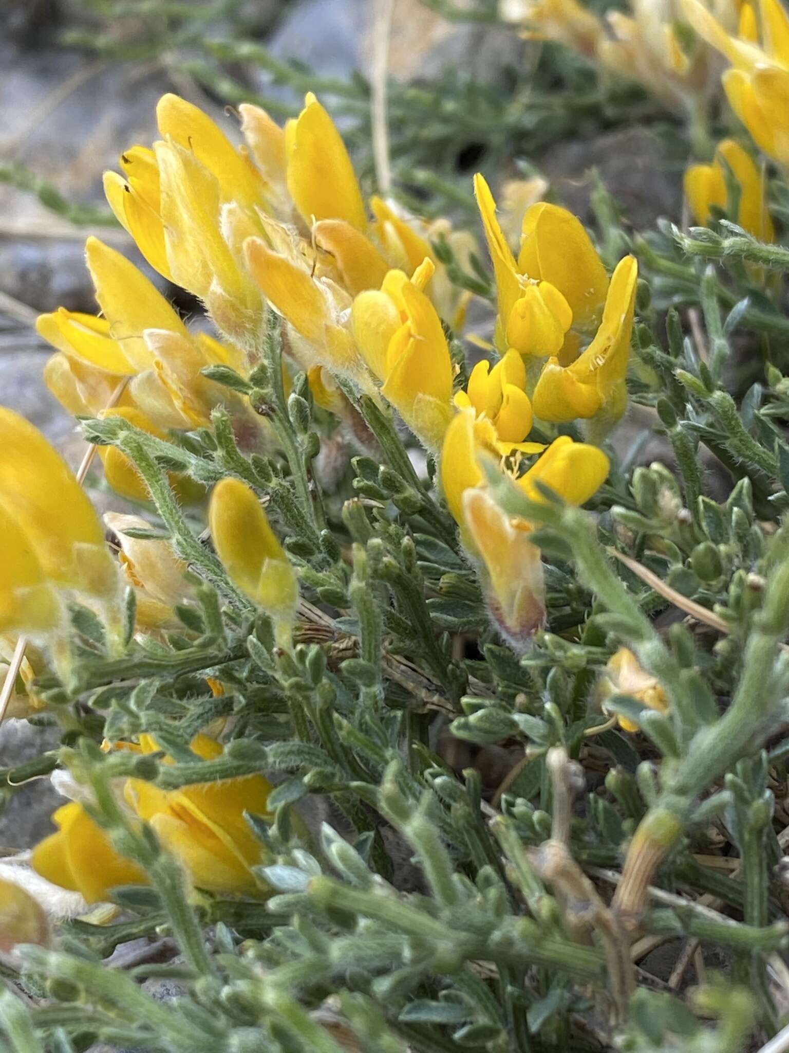 صورة Genista pulchella Vis.