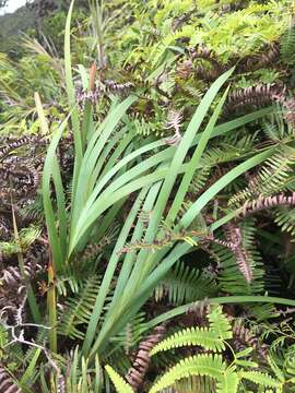 Image of Tropical Twig-Rush