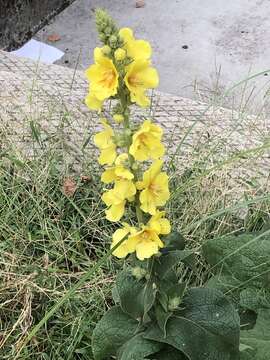 Image of orange mullein