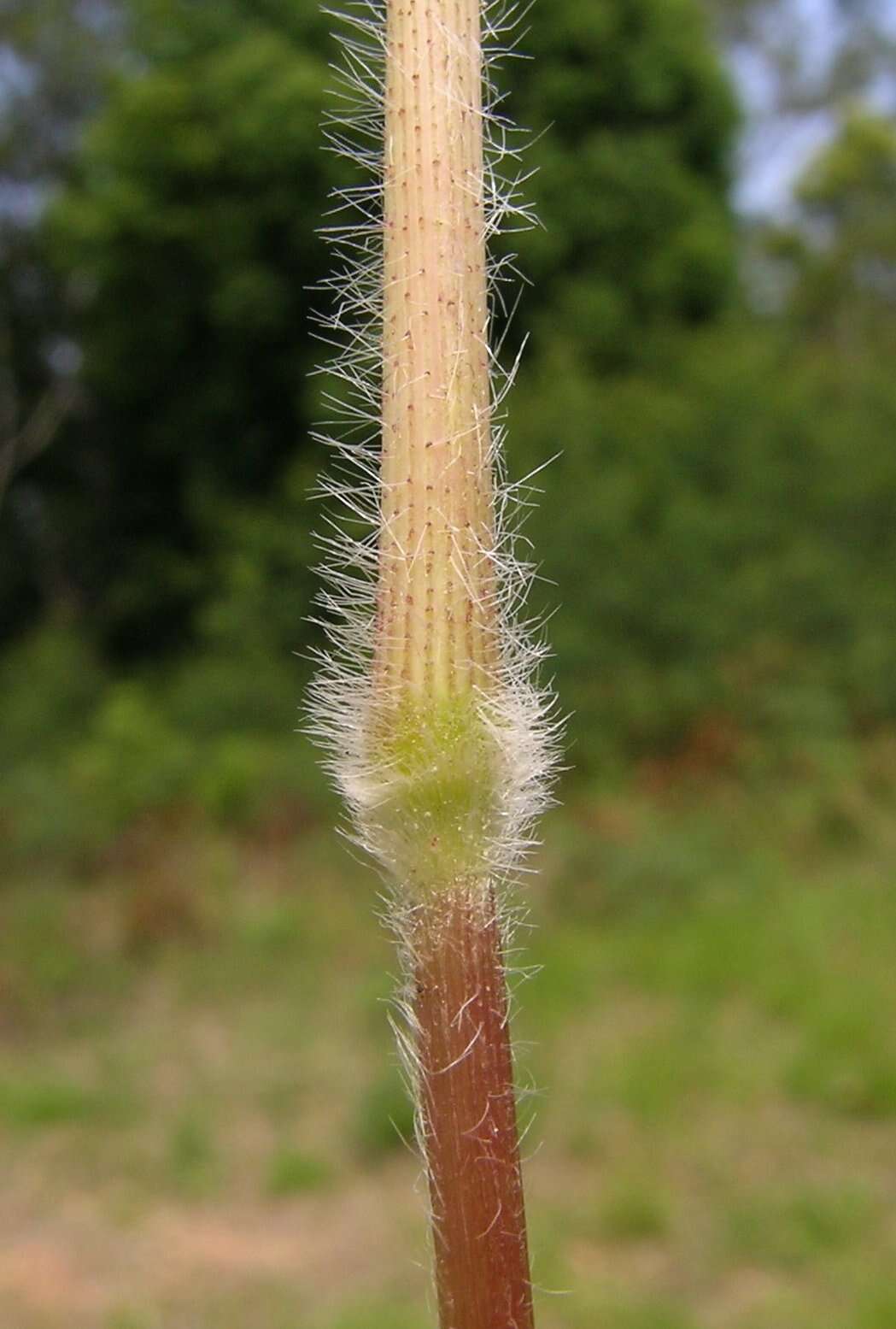 Image of Alloteropsis semialata (R. Br.) Hitchc.