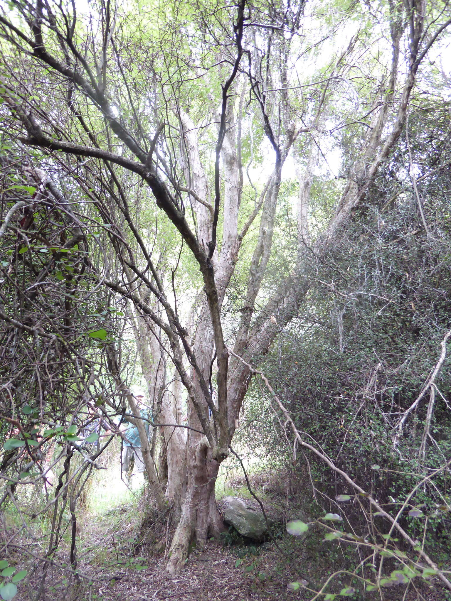 Image of Fragrant tree daisy