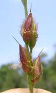 Image of Alloteropsis semialata (R. Br.) Hitchc.