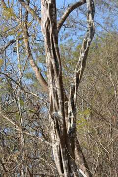 Image of haematoxylum