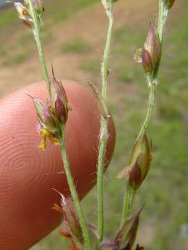 Image of Alloteropsis semialata (R. Br.) Hitchc.