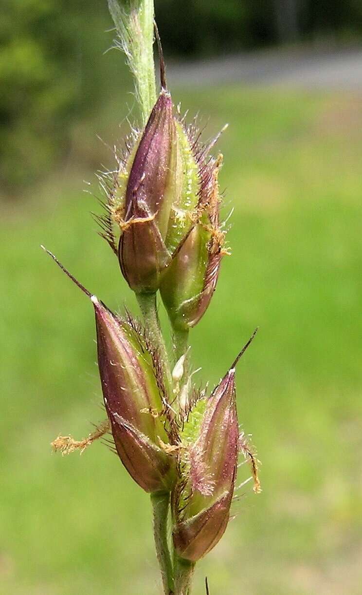 Image of Alloteropsis semialata (R. Br.) Hitchc.