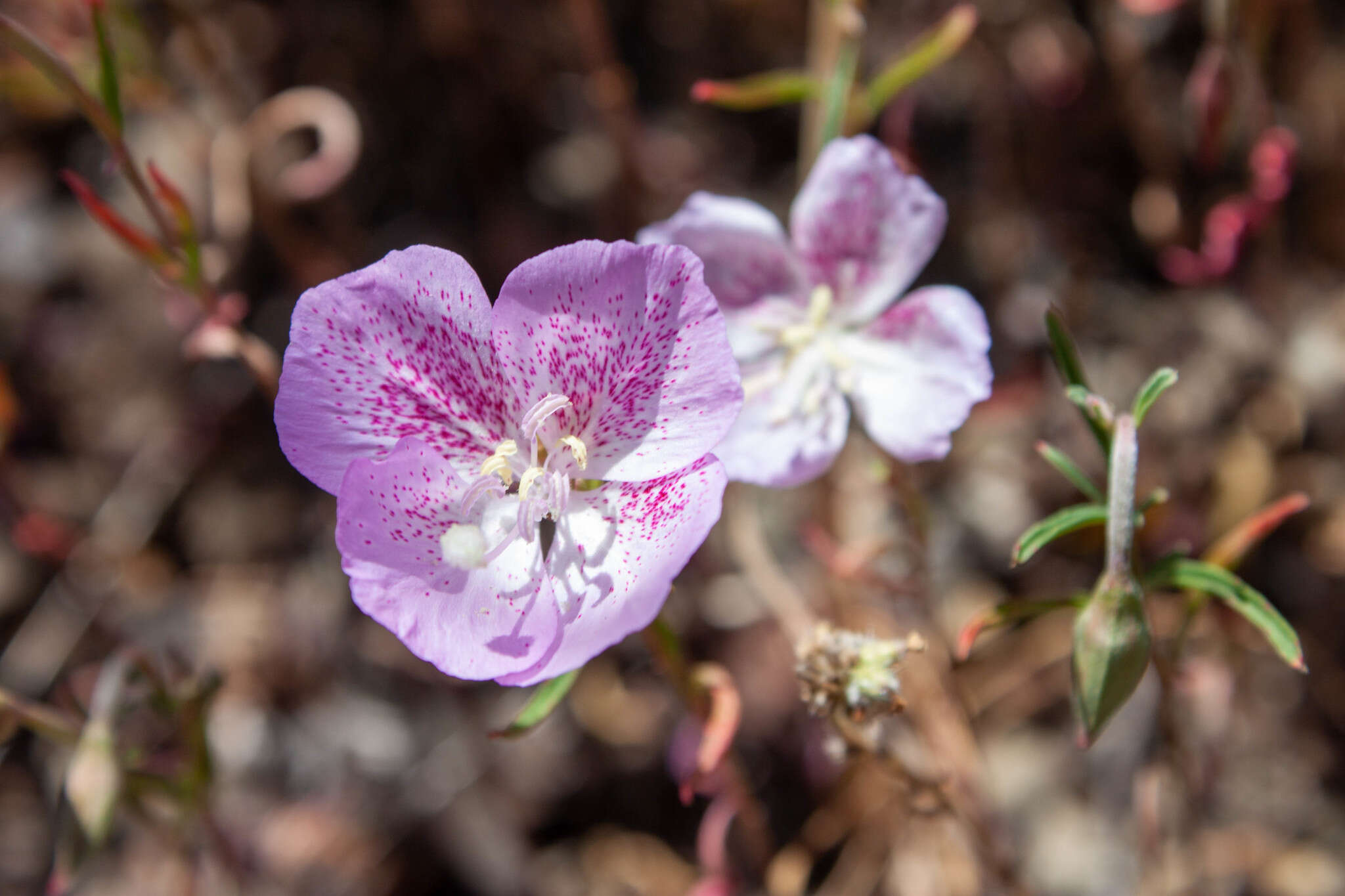 Image of speckled clarkia