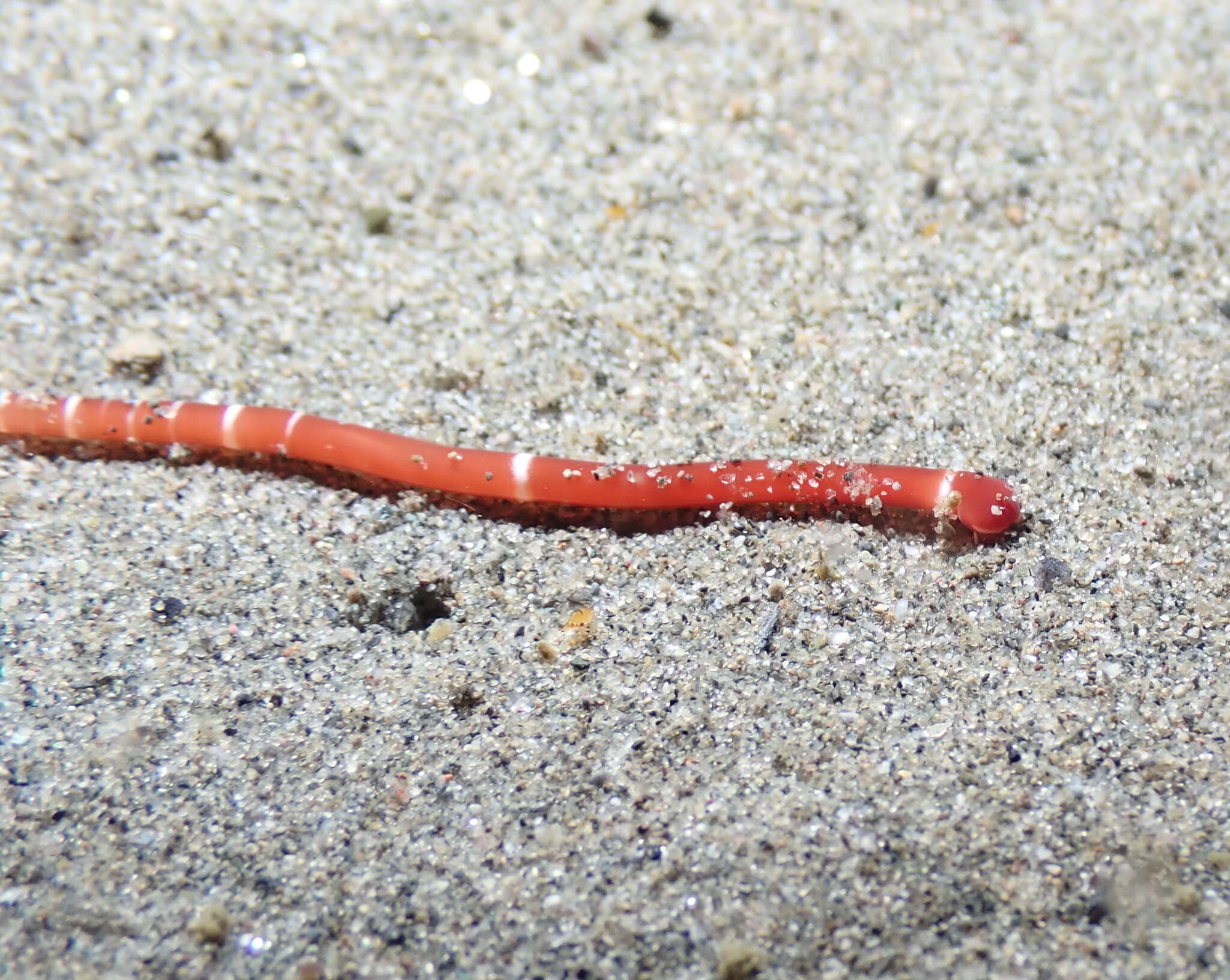 Image of Tubulanus albocinctus (Coe 1904)