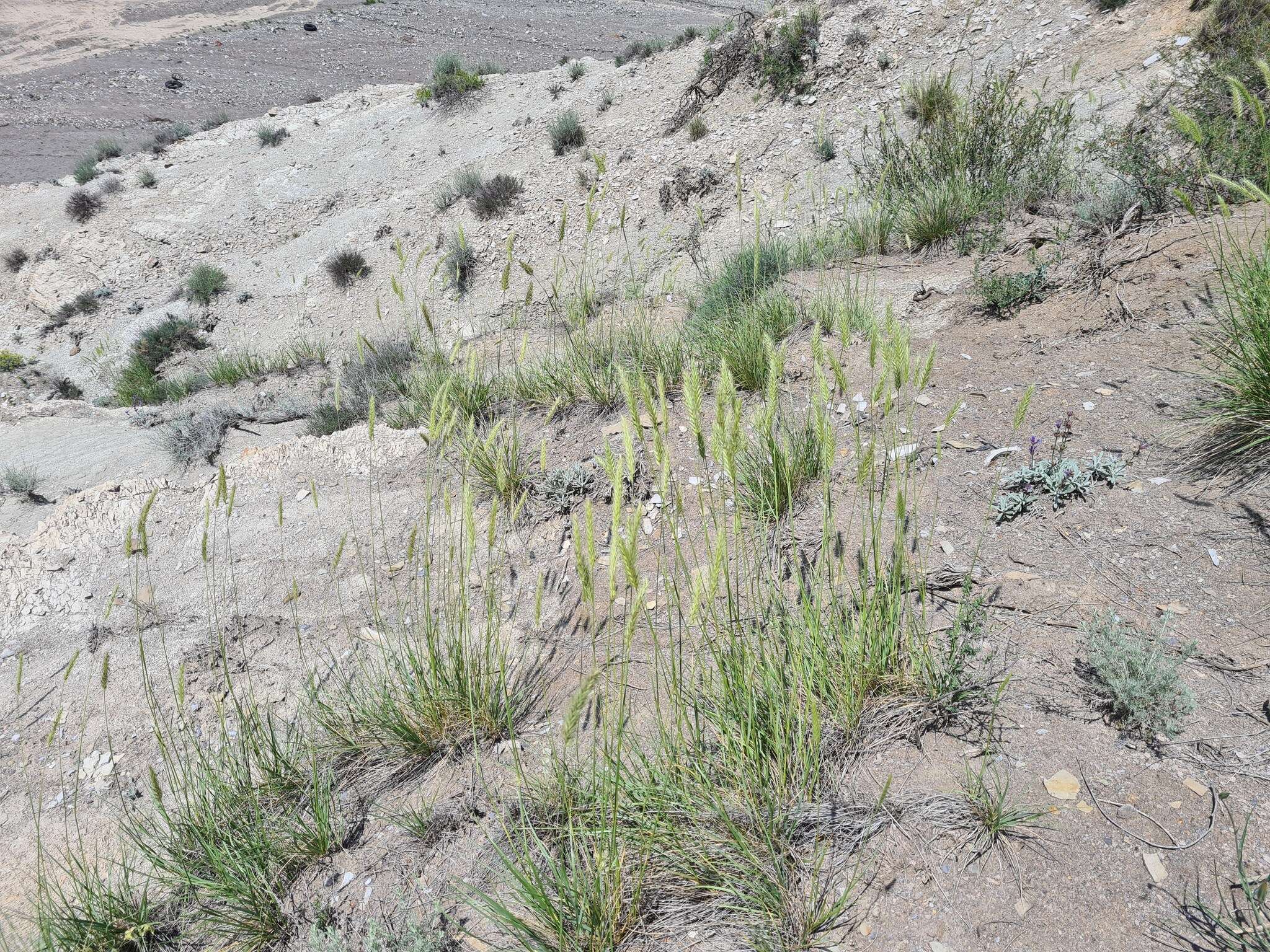 Image of Psathyrostachys dagestanica (F. N. Alex.) Nevski