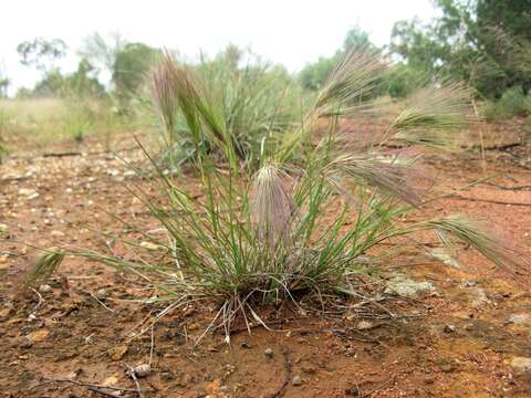 Image of Aristida behriana F. Muell.