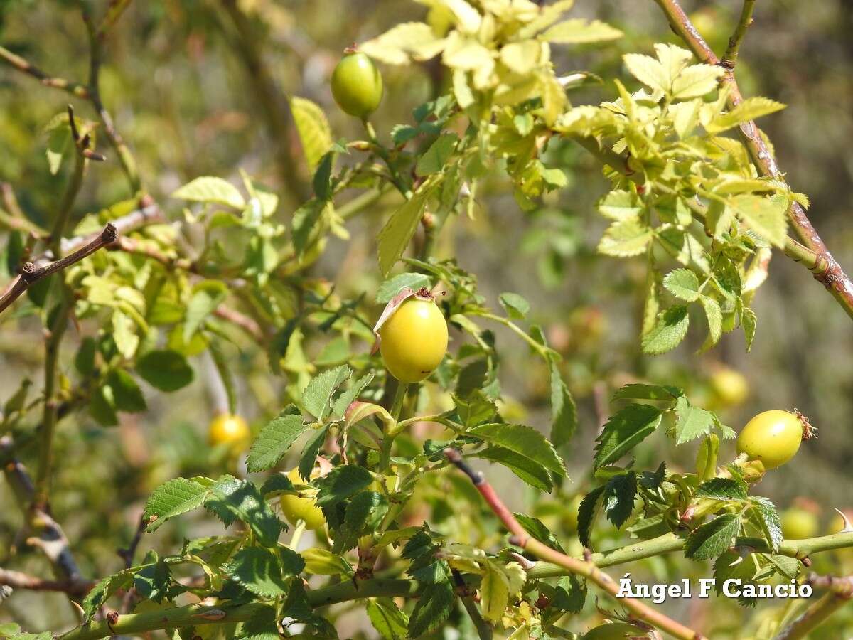 Image of Rosa andegavensis Bast.