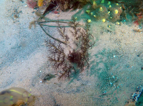 Image of Large Burrowing Sea Cucumber