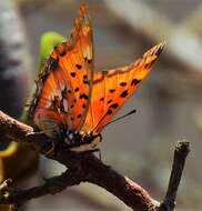 صورة Charaxes jahlusa rex Henning 1978